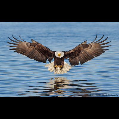 Eagle Insurance Agency LLC